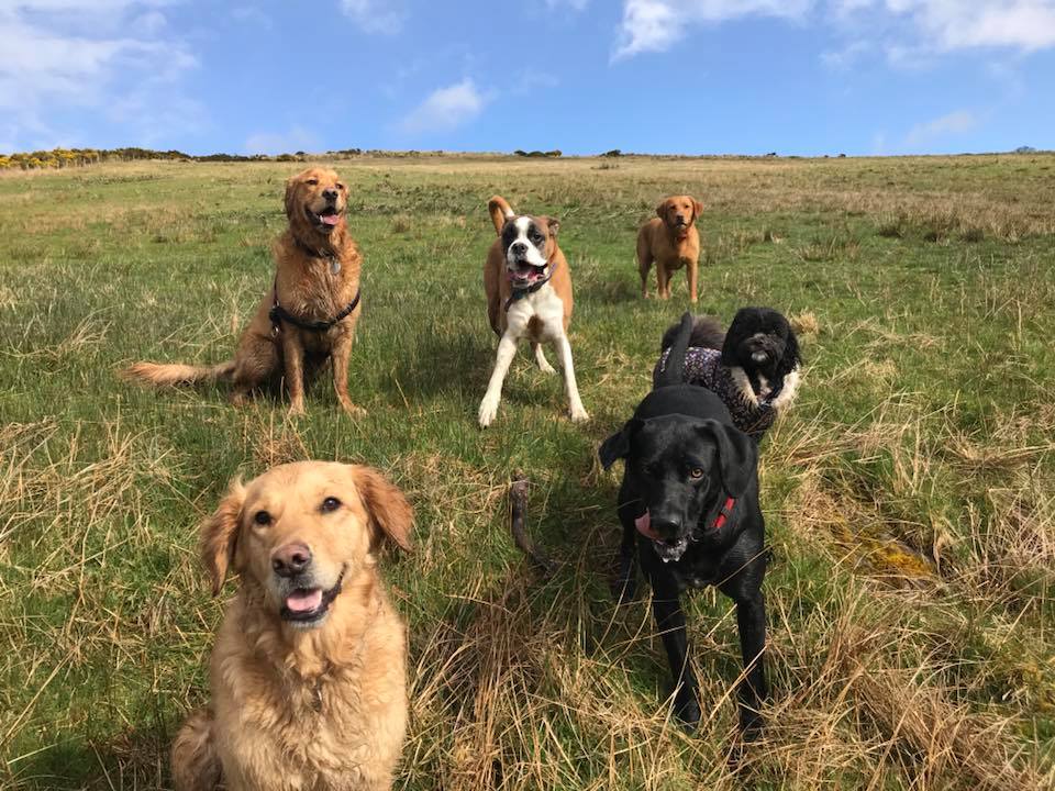 A pack of happy dogs on a walk in a field