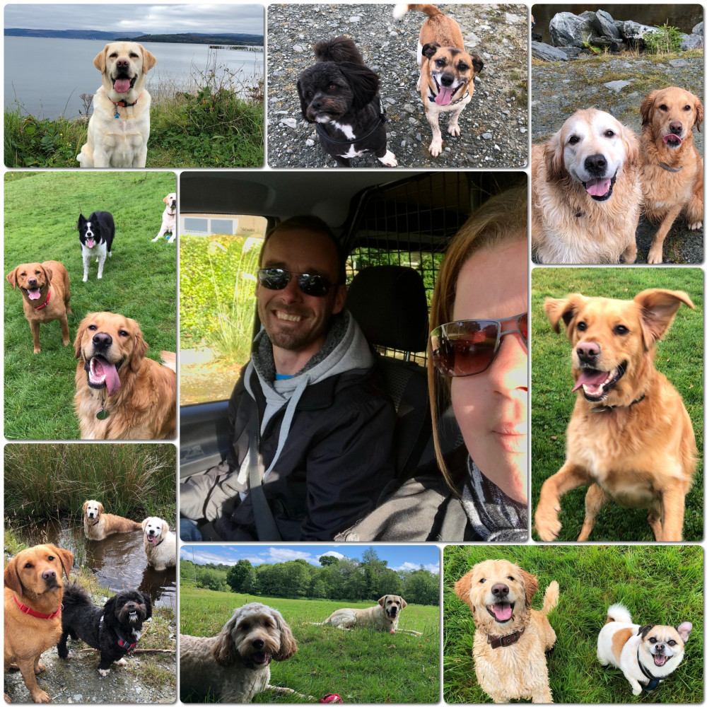 Active Pets out walking with a group of dogs