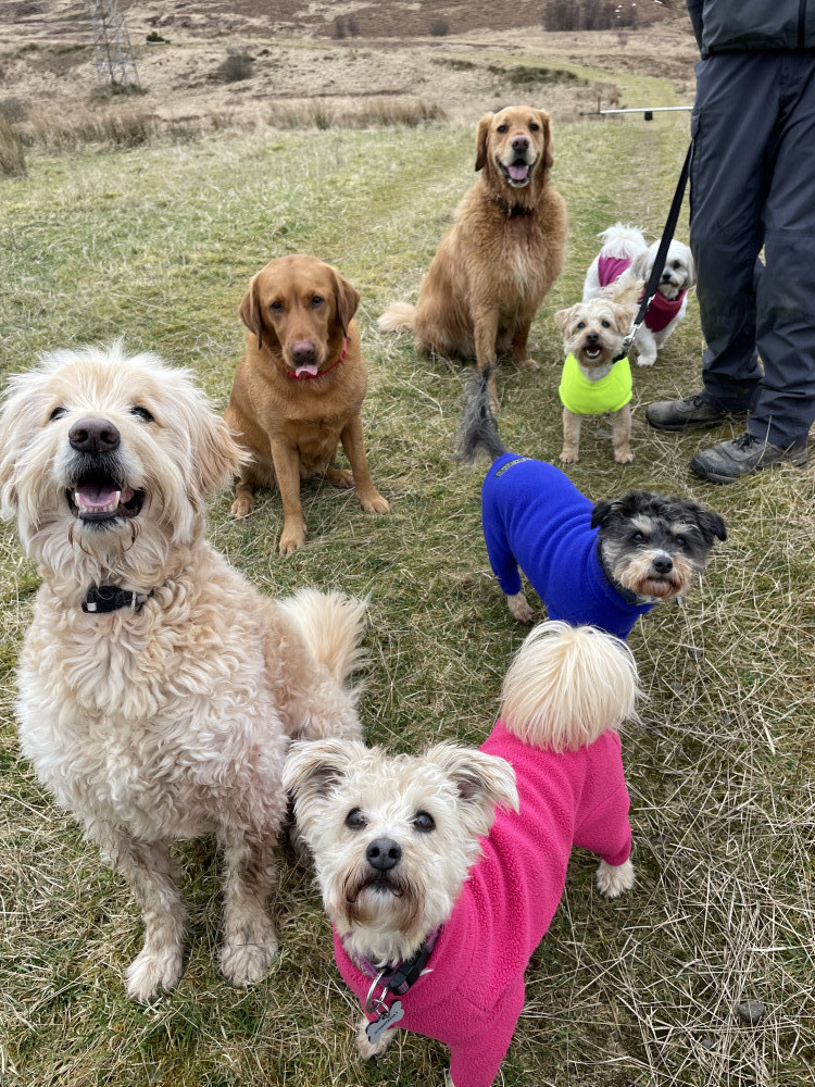 Dogs on a group walk with Active Pets