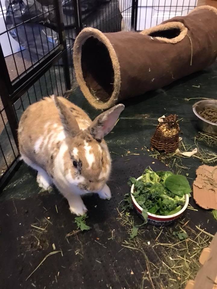 Rabbit