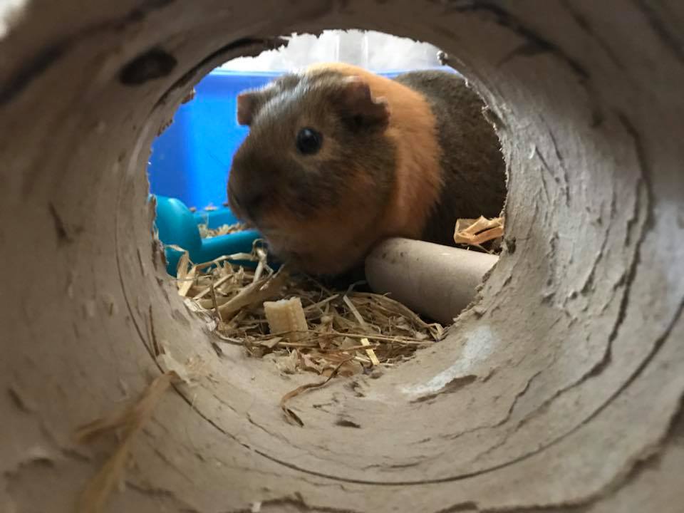 Small animal