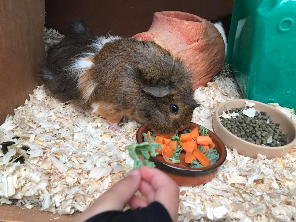 Small animal
